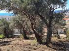 Panoramik deniz manzaralı ve zeytin ağaçlı 620 m2 Bar güzel arsa