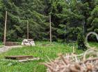 Zabljakta iğne yapraklı ormanla çevrili şömineli yasallaştırılmış ev