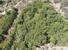 Dobra Voda kamp veya eko köy için özel 5700 m2 arsa