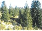 El değmemiş Durmitor doğasının ortasında 19720 m av çiftliği için özel dağ arazisi