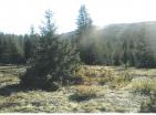 El değmemiş Durmitor doğasının ortasında 19720 m av çiftliği için özel dağ arazisi