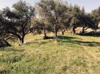 Satıldı : Yeşil olive grove Bar, Burtaiši yeni evi