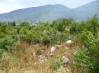 Gorica arazi düz arsa, ana karayolu üzerinde Danilovgrad